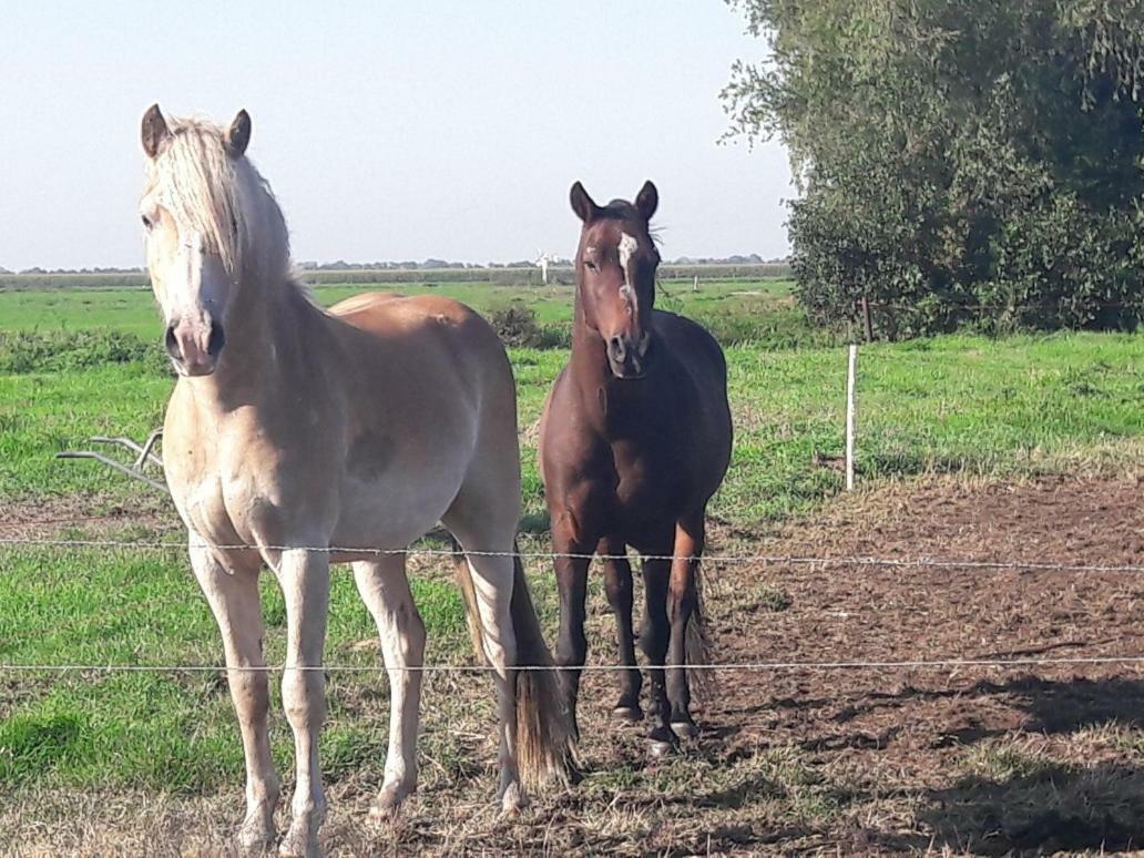 Bedstay41 Oudewater Zewnętrze zdjęcie